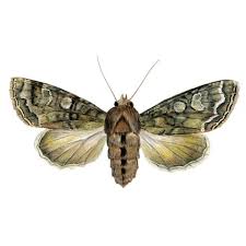 Attēlu rezultāti vaicājumam “Mamestra brassicae pupa”