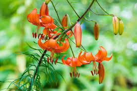 Attēlu rezultāti vaicājumam “Lilium lancifolium”