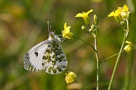 Attēlu rezultāti vaicājumam “Anthocharis cardamines underside”