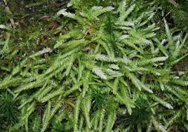 Attēlu rezultāti vaicājumam “Thuidium assimile”