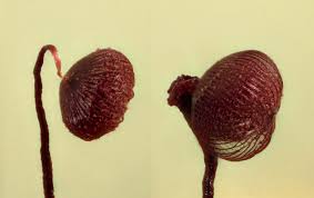 Attēlu rezultāti vaicājumam “Cribraria cancellata”