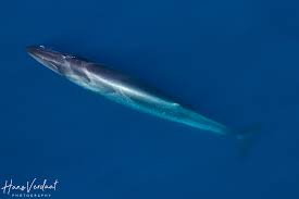 Image result for Balaenoptera borealis