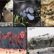 Attēlu rezultāti vaicājumam “Badhamiopsis scripta”
