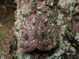 Attēlu rezultāti vaicājumam “Amphipyra pyramidea”