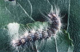 Attēlu rezultāti vaicājumam “Acronicta megacephala larva”