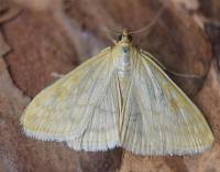 Attēlu rezultāti vaicājumam “Sitochroa verticalis”