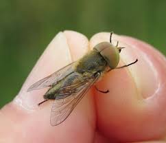 Attēlu rezultāti vaicājumam “Atylotus sp.”