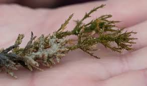 Attēlu rezultāti vaicājumam “Chara aspera”