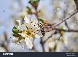 Attēlu rezultāti vaicājumam “Plagionotus detritus imago”