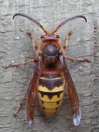 Attēlu rezultāti vaicājumam “Vespa crabro”