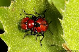 Attēlu rezultāti vaicājumam “Attelabus nitens”