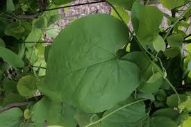 Attēlu rezultāti vaicājumam “Aristolochia durior leaf”