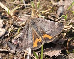 Attēlu rezultāti vaicājumam “Boudinotiana notha”