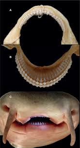 Image result for Ginglymostoma unami