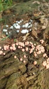 Attēlu rezultāti vaicājumam “Lycogala leopardinum young”