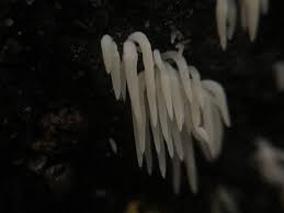 Attēlu rezultāti vaicājumam “Mucronella calva”