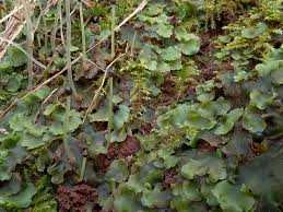 Attēlu rezultāti vaicājumam “Pellia epiphylla sporophyte”