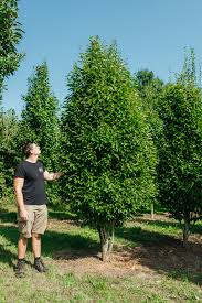 Attēlu rezultāti vaicājumam “Carpinus betulus”