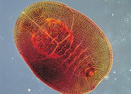 Attēlu rezultāti vaicājumam “Aleurochiton aceris”