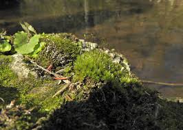 Attēlu rezultāti vaicājumam “Bryum funkii”