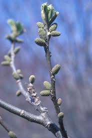 Attēlu rezultāti vaicājumam “Juglans cinerea flower”