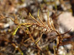 Attēlu rezultāti vaicājumam “Abietinella abietina var. hystricosa”