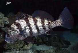 Image result for Pogonias cromis