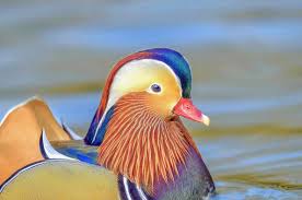 Attēlu rezultāti vaicājumam “Aix galericulata male”