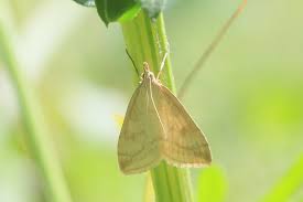 Attēlu rezultāti vaicājumam “Udea lutealis”