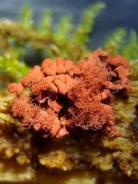 Attēlu rezultāti vaicājumam “Arcyria imperialis”