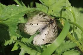 Attēlu rezultāti vaicājumam “Parnassius mnemosyne underside”