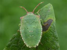 Attēlu rezultāti vaicājumam “Acanthosoma haemorrhoidale imago”