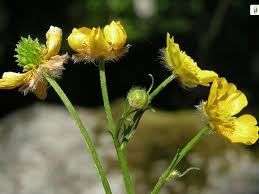 Attēlu rezultāti vaicājumam “Ranunculus polyanthemos”