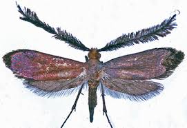 Attēlu rezultāti vaicājumam “Adelidae”