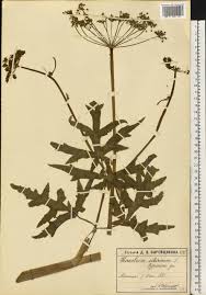 Attēlu rezultāti vaicājumam “Heracleum sphondylium subsp. sibiricum”