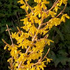 Attēlu rezultāti vaicājumam “Forsythia intermedia flower”