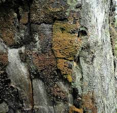 Attēlu rezultāti vaicājumam “Hertelidea botryosa”