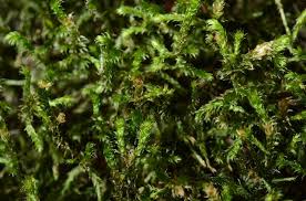 Attēlu rezultāti vaicājumam “Antitrichia curtipendula”