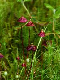 Attēlu rezultāti vaicājumam “Splachnum ampullaceum sporophyte”