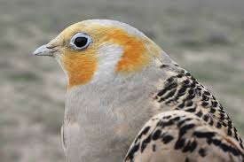 Image result for Syrrhaptes paradoxus