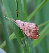 Attēlu rezultāti vaicājumam “Falcaria lacertinaria”