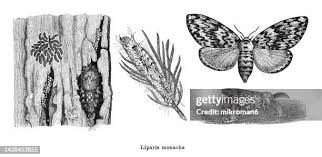 Attēlu rezultāti vaicājumam “Lymantria monacha pupa”