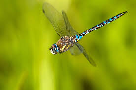 Attēlu rezultāti vaicājumam “Aeshna mixta”