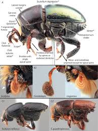 Attēlu rezultāti vaicājumam “Scolytus scolytus, Scolytus multistriatus”