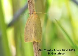 Attēlu rezultāti vaicājumam “Aphelia paleana”