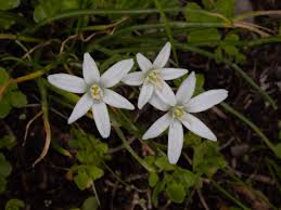 Attēlu rezultāti vaicājumam “Ornithogalum umbellatum flower”