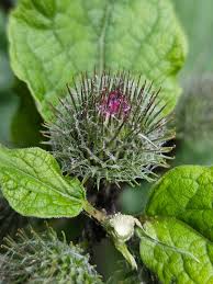 Attēlu rezultāti vaicājumam “Arctium nemorosum”
