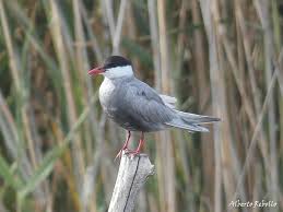 Attēlu rezultāti vaicājumam “Chlidonias hybrida”