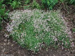 Attēlu rezultāti vaicājumam “Gypsophila muralis fruit”