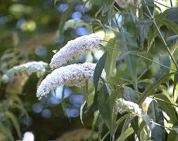 Image result for Buddleja davidii